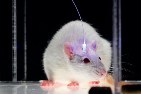 Optogenetic Rat
